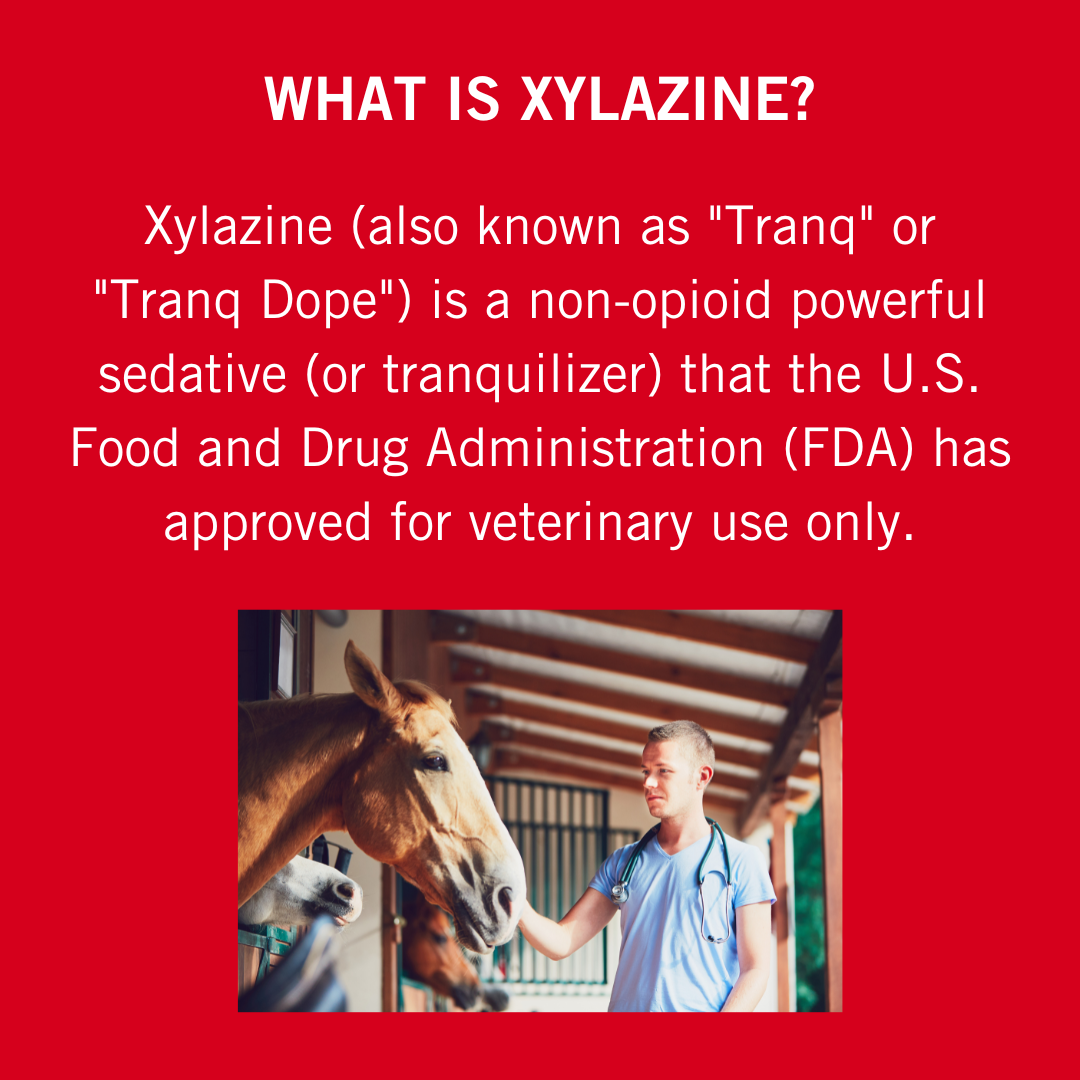 Picture of veterinarian with horse and information about what xylazine is.